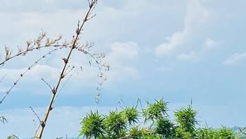 A landscape with a tree branch in the foreground and a field of green plants in the background.
