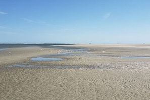 Une plage avec du sable mouillé et des flaques d’eau, et des oiseaux sur le rivage.