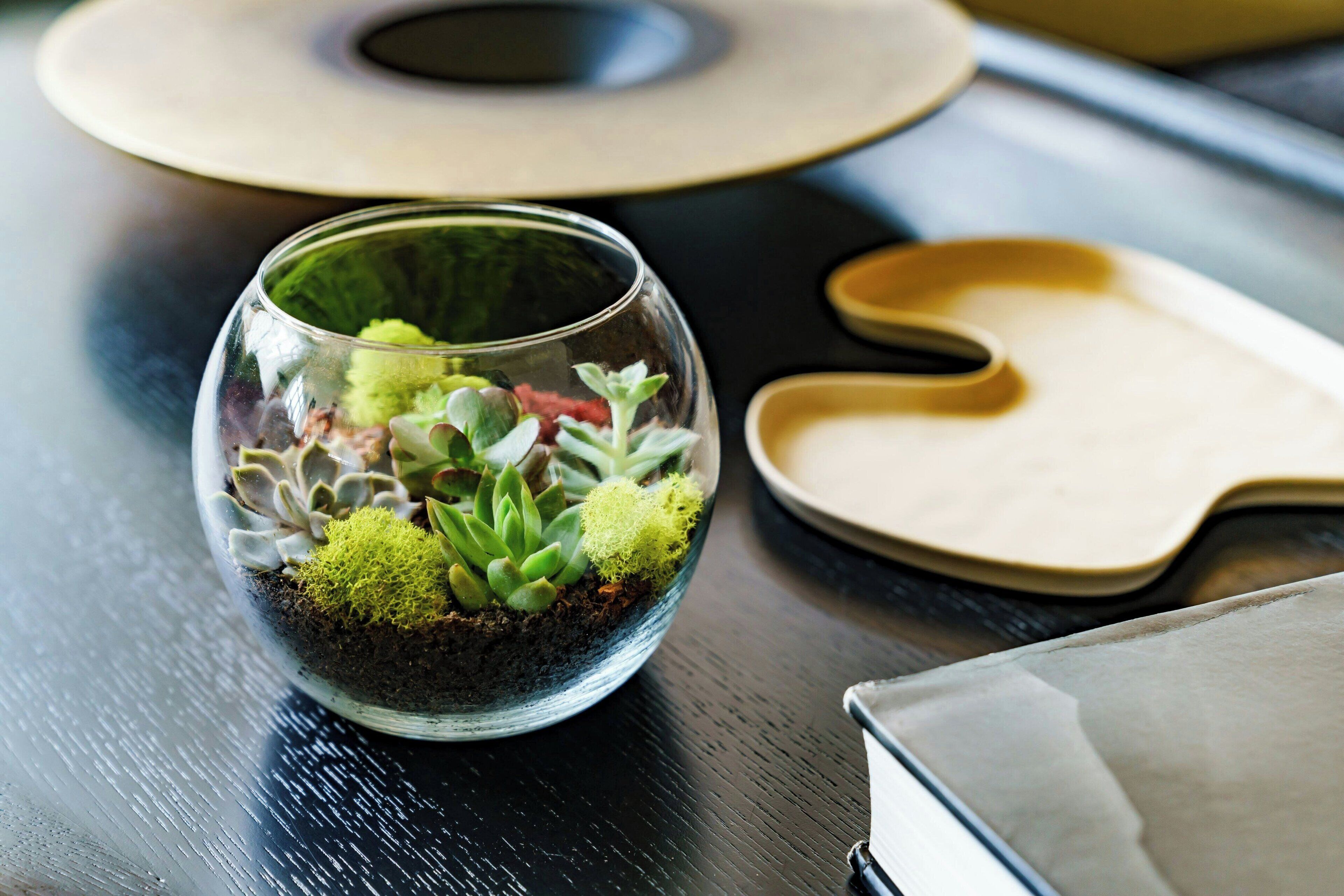 A clear glass terrarium with various succulents and moss, placed on a dark wooden surface.