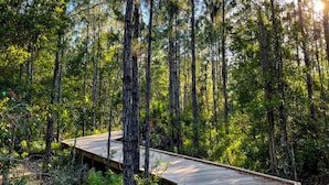 Korkeiden mäntyjen reunustama tiheä metsä, jonka läpi kulkee puinen kävelyreitti.