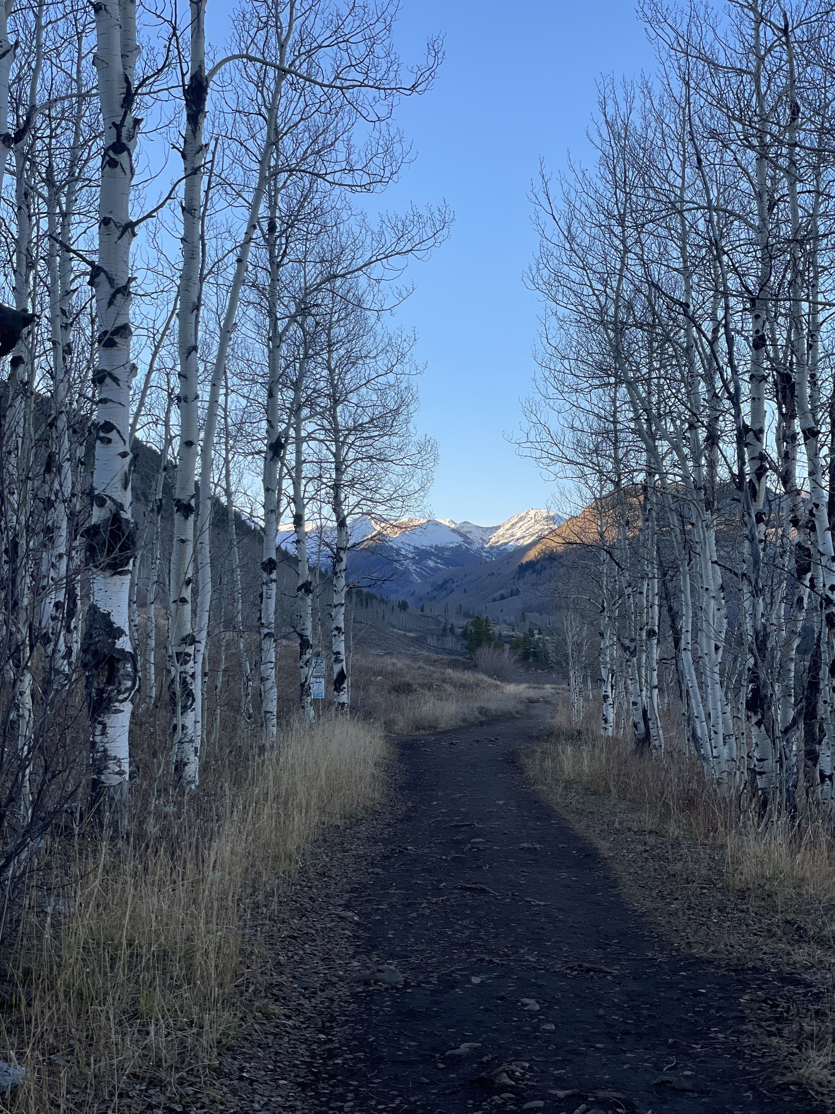A dirt path flanked by birch trees leading to a mountain range.