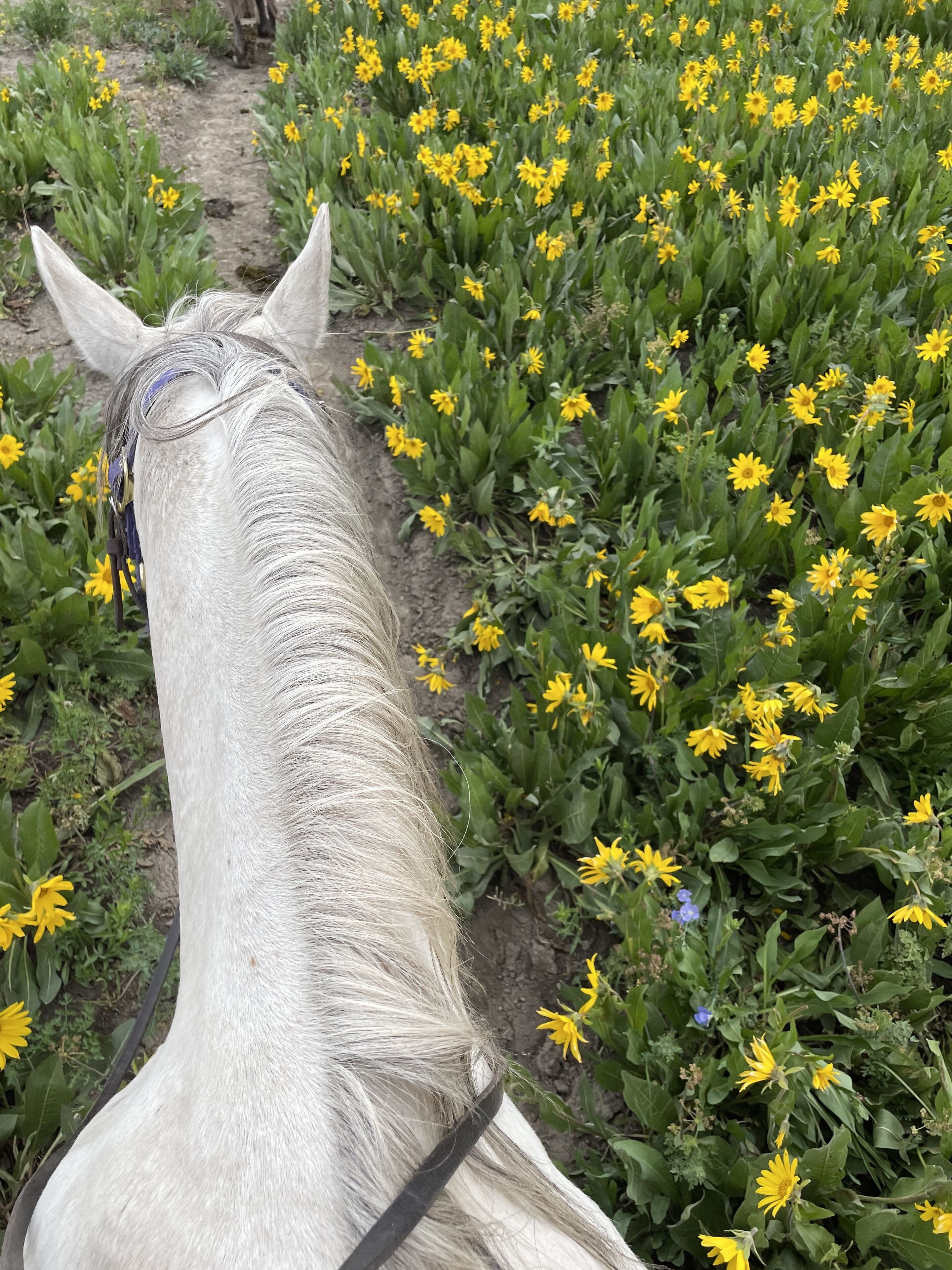 A white horse with a black halter walking through a field of yellow flowers.