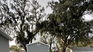 A concrete pathway leading to a shed, surrounded by a white fence and trees with hanging moss. - Cozy and comfortable tiny house  (Plant City)