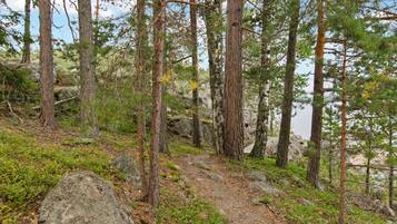 Une zone boisée avec un sentier de terre qui traverse les arbres.