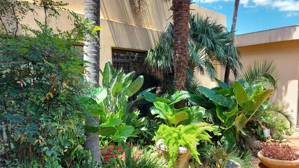 A garden with various plants and a palm tree. - Midway Inn (Middelburg)