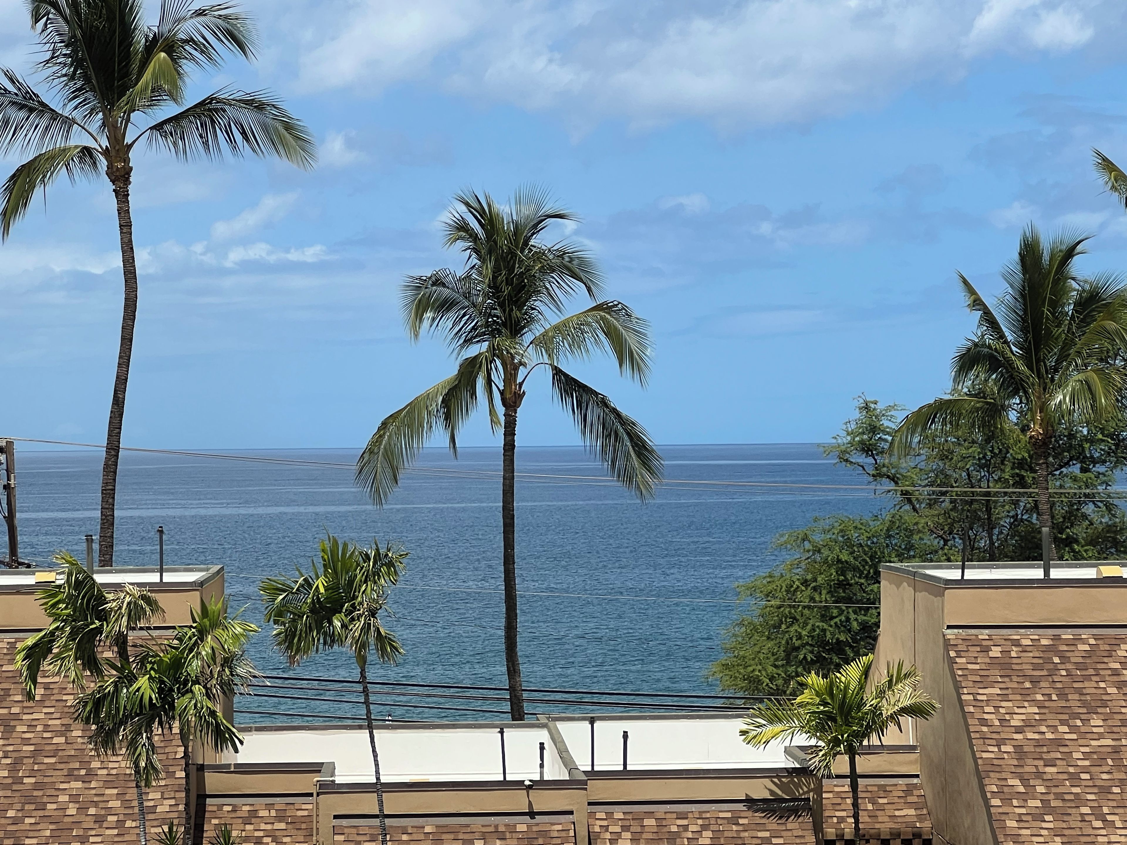 A view of the ocean from a rooftop with palm trees and a clear sky.