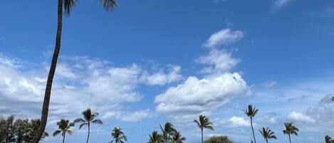 A hotel with multiple buildings, palm trees, and a view of the ocean.