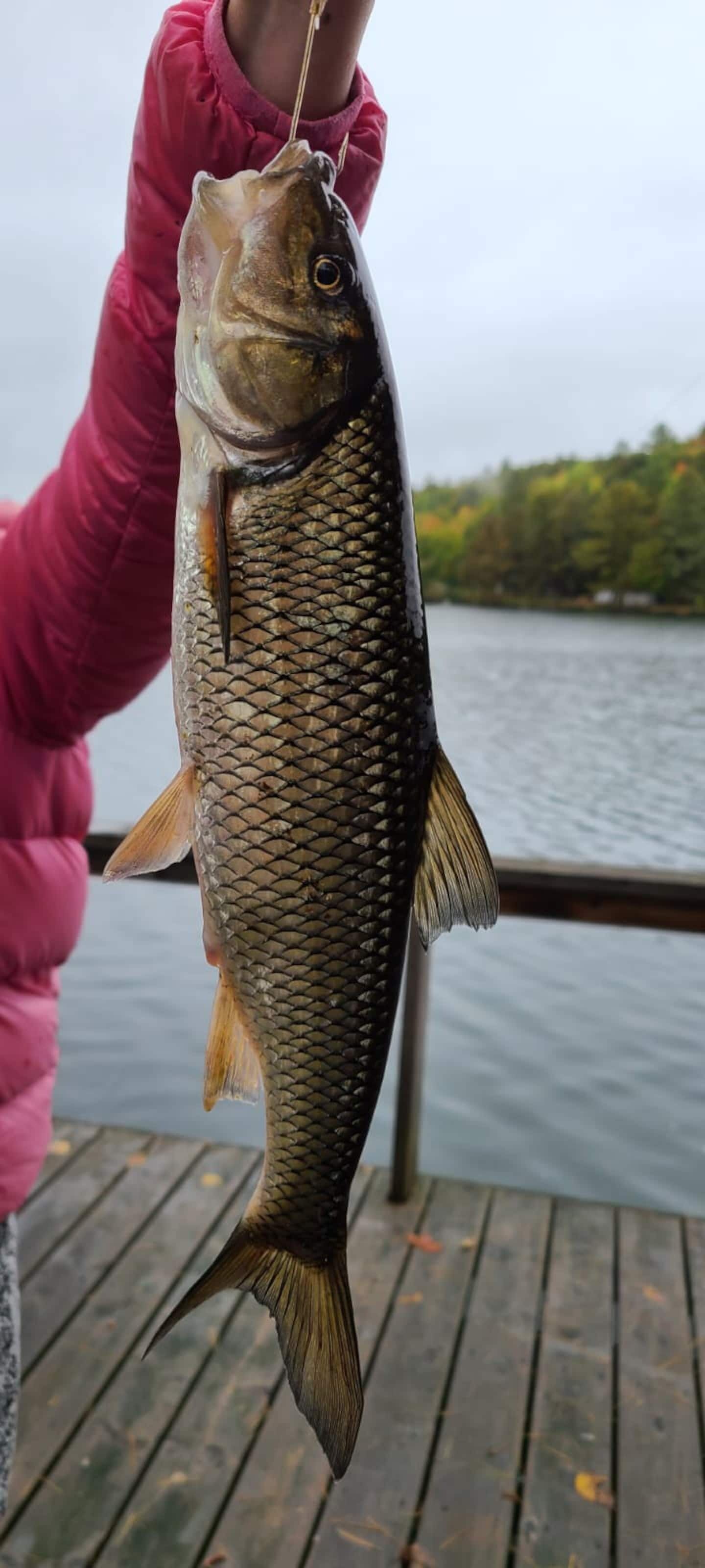 Uma pessoa segurando um peixe em um cais.