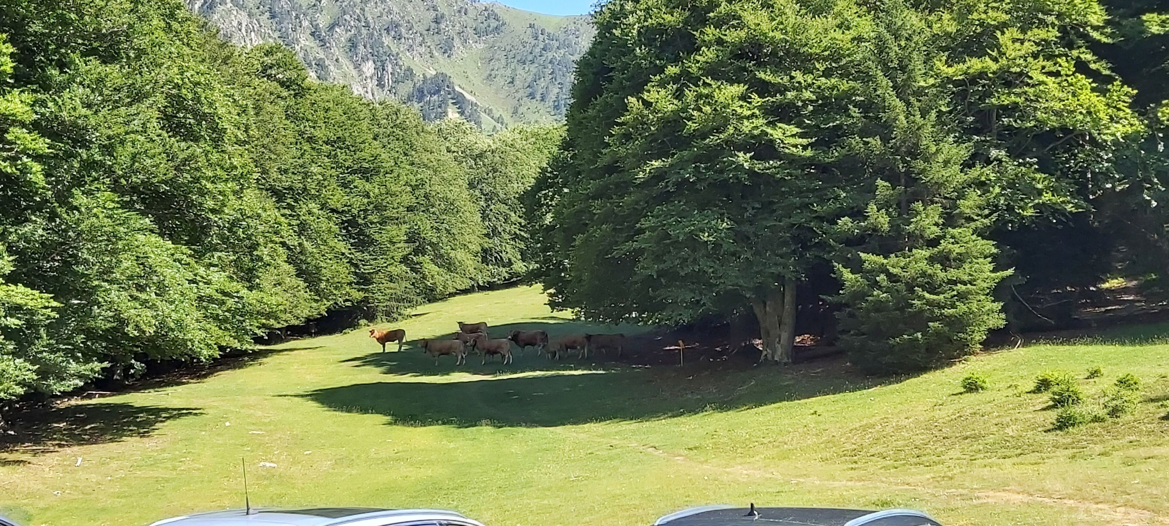 A group of horses grazing in a grassy field surrounded by dense trees and mountains in the background.