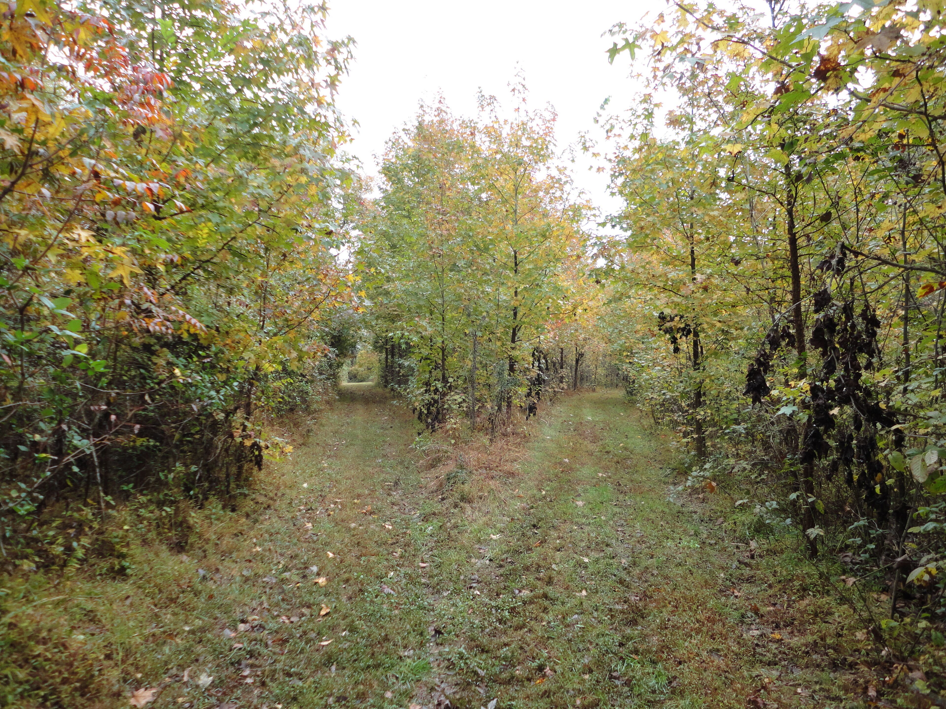 A forest path surrounded by trees with autumn foliage.