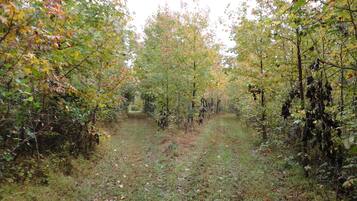 A forest path surrounded by trees with autumn foliage.