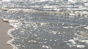 A beach with waves gently lapping onto the shore. - Hot Tub/Pool, Cov’d Parking (Gulf Shores)