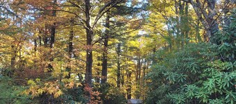 Cozy cabin nestled in 7 acres in the Pisgah Forest with trails 