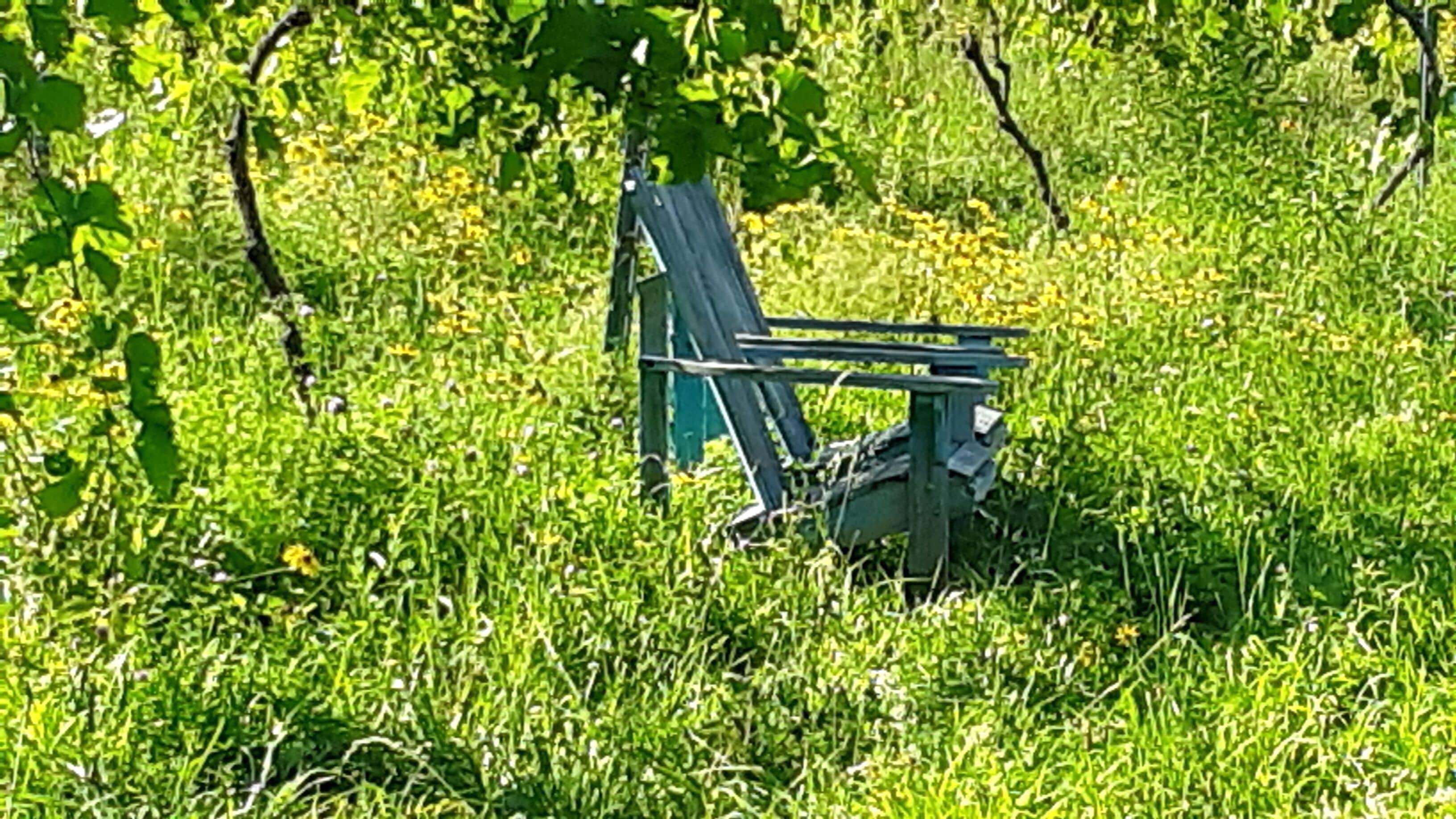 Una silla en un área con césped y árboles al fondo.