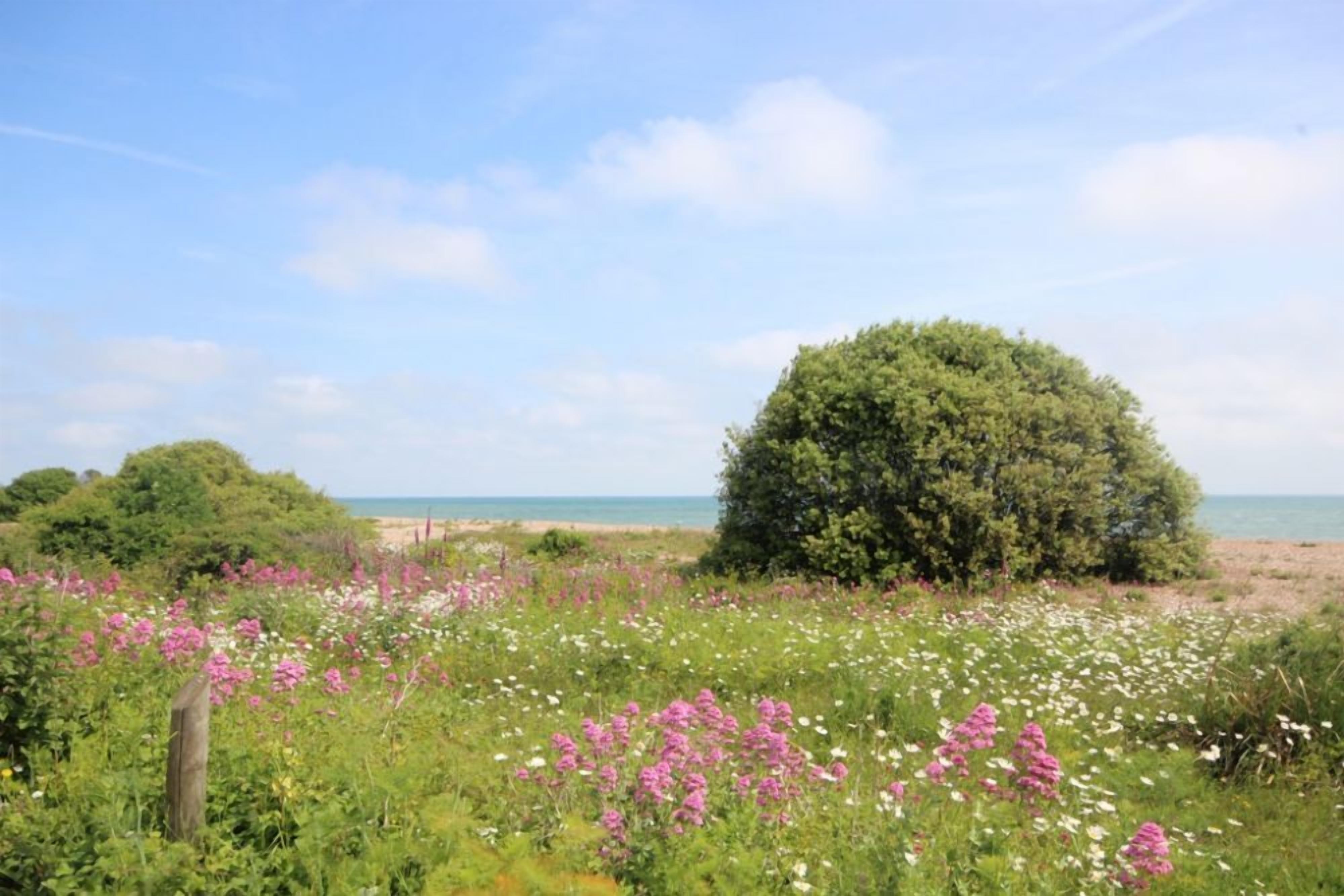 Eine Küstenlandschaft mit einem großen Baum und Wildblumen im Vordergrund, einem Sandstrand und dem Meer im Hintergrund.