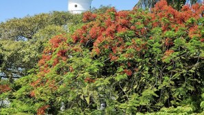 A lighthouse surrounded by lush greenery and a palm tree. - coral stone 28 day minimum rental  (Key West)