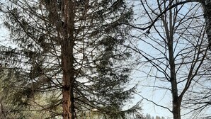 Una casa circondata da alberi e da una zona boscosa.