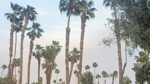 A landscaped area with tall palm trees, a paved walkway, and a decorative pot. - Private 2 Bed 2 .5 Baths Spacious Condo (Palm Desert)