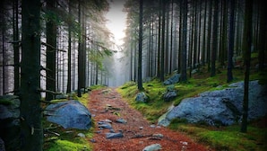 Uma trilha na floresta com pedras e musgo.
