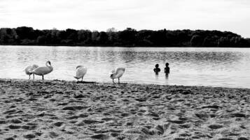 Nära stranden