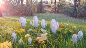 Una zona amb herba i diversos objectes semblants a bolets.
