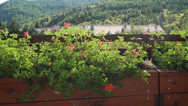 Ein Holzzaun mit grünem Blätterwerk und roten Blüten, der auf einen bewaldeten Berg und ein Gebäude mit Satteldach blickt.