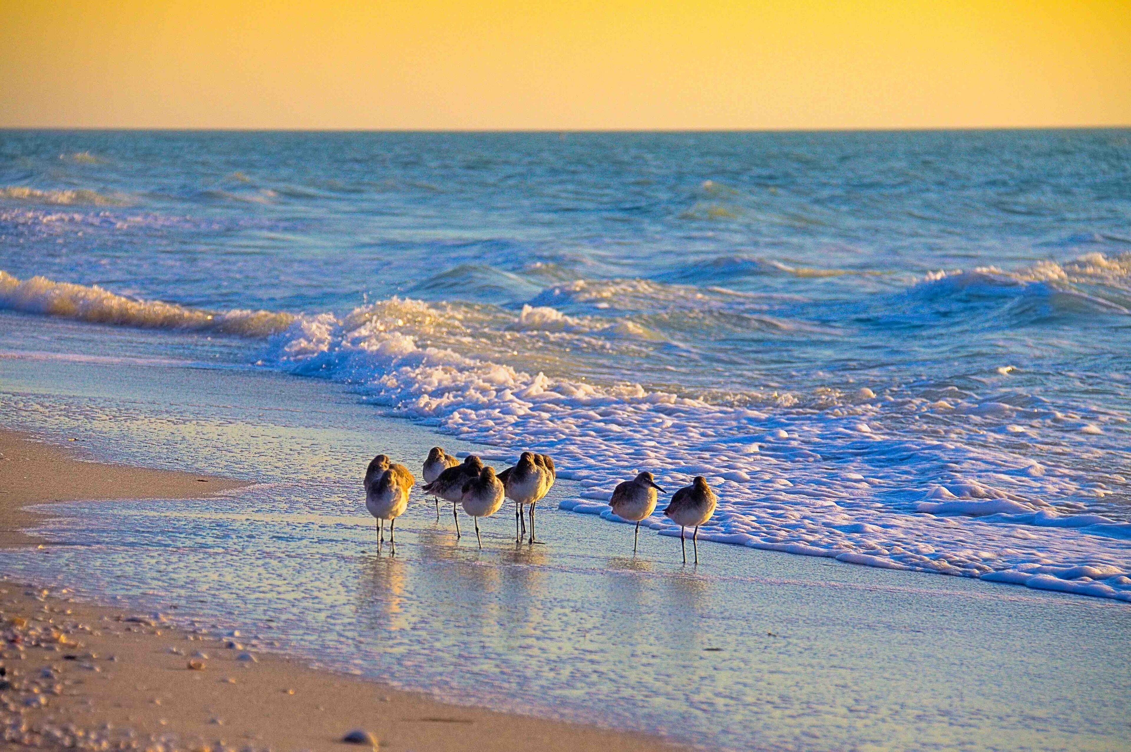 A beach scene with birds on the shore.