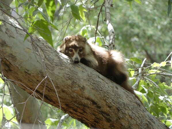 Un mapache descansando en una rama de árbol.