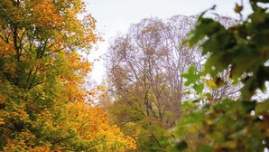 Une route de campagne sinueuse traverse une zone herbeuse parsemée d’arbres aux feuilles d’automne aux couleurs flamboyantes. Une maison est visible sur le côté droit de la route.