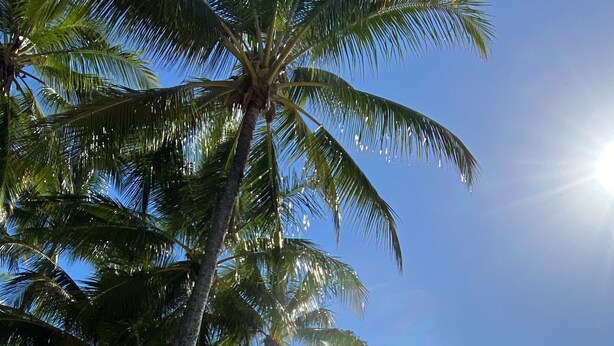 A beach with palm trees and a clear sky. - Luxury Haven, Pool, Internet, HDTV, Gym (Palm Cove)