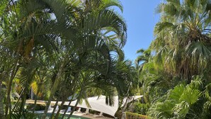A pool surrounded by palm trees and lounge chairs. - Luxury Haven, Pool, Internet, HDTV, Gym (Palm Cove)