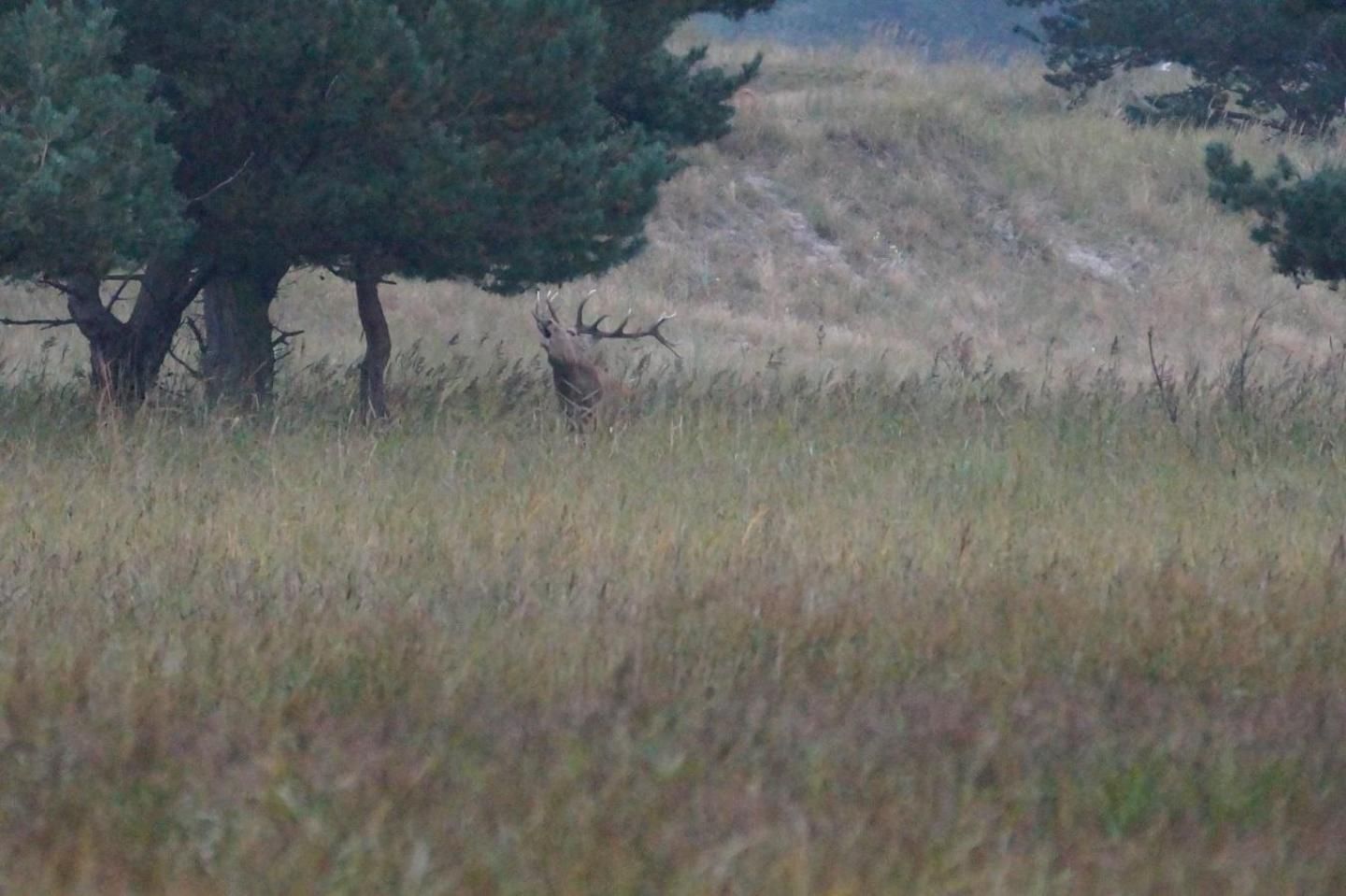 Un ciervo en un campo con árboles al fondo.