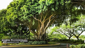 A road curving through a lush, green landscape with a large tree in the center. A sign for Kiahuna Plantation Resort Restaurant & Bar is visible on the left. - Kiahuna Plantation #198 - The Best Beachfront Condominium on Kauai (Koloa)