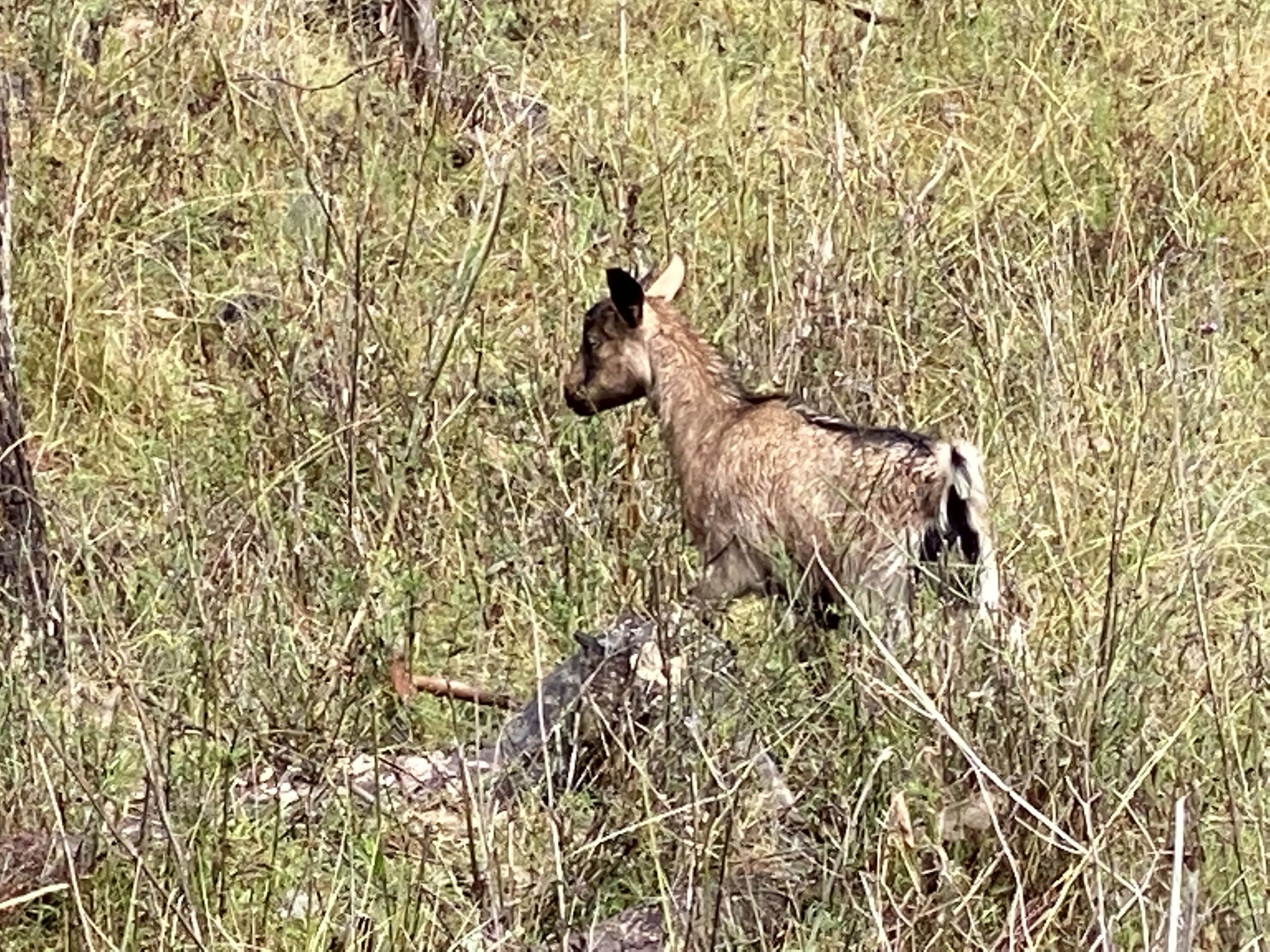 A moose in a grassy field.