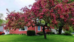 A residential area with a red house, a well-maintained lawn, and a tree with pink flowers.