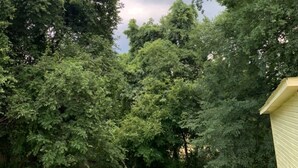 A lush green backyard with dense foliage and a small yellow shed. - Charming Country Cottage- Long Term Stays Welcome! (Eden)