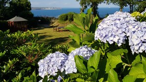 A garden with hydrangea flowers, a wooden gazebo, and a view of the sea.