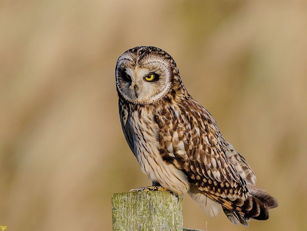 An owl perched on a wooden post. - 2 Bed Cottage, Newburgh, Ellon - Pets Welcome (Ellon)