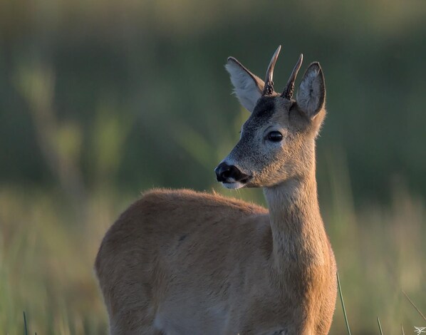A deer in a natural setting. - 2 Bed Cottage, Newburgh, Ellon - Pets Welcome (Ellon)