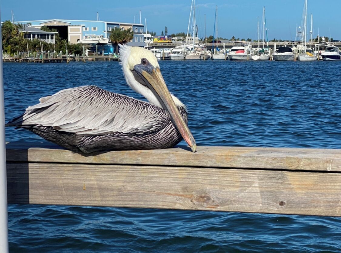 Ein Pelikan ruht auf einer hölzernen Mole an einer Marina mit Booten und Häusern im Hintergrund.