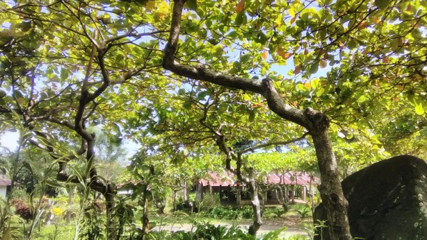 Unclassified image, 1 of 7, button - Hostal Finca Magdalena (Altagracia)