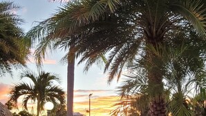 Eine Reihe von Liegestühlen mit einer Palme und einer Straße im Hintergrund.