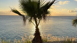 A palm tree in a landscaped area with a view of the sea. - Tranquil Oceanside: Pools & Direct Beach Access (Sint Maarten)