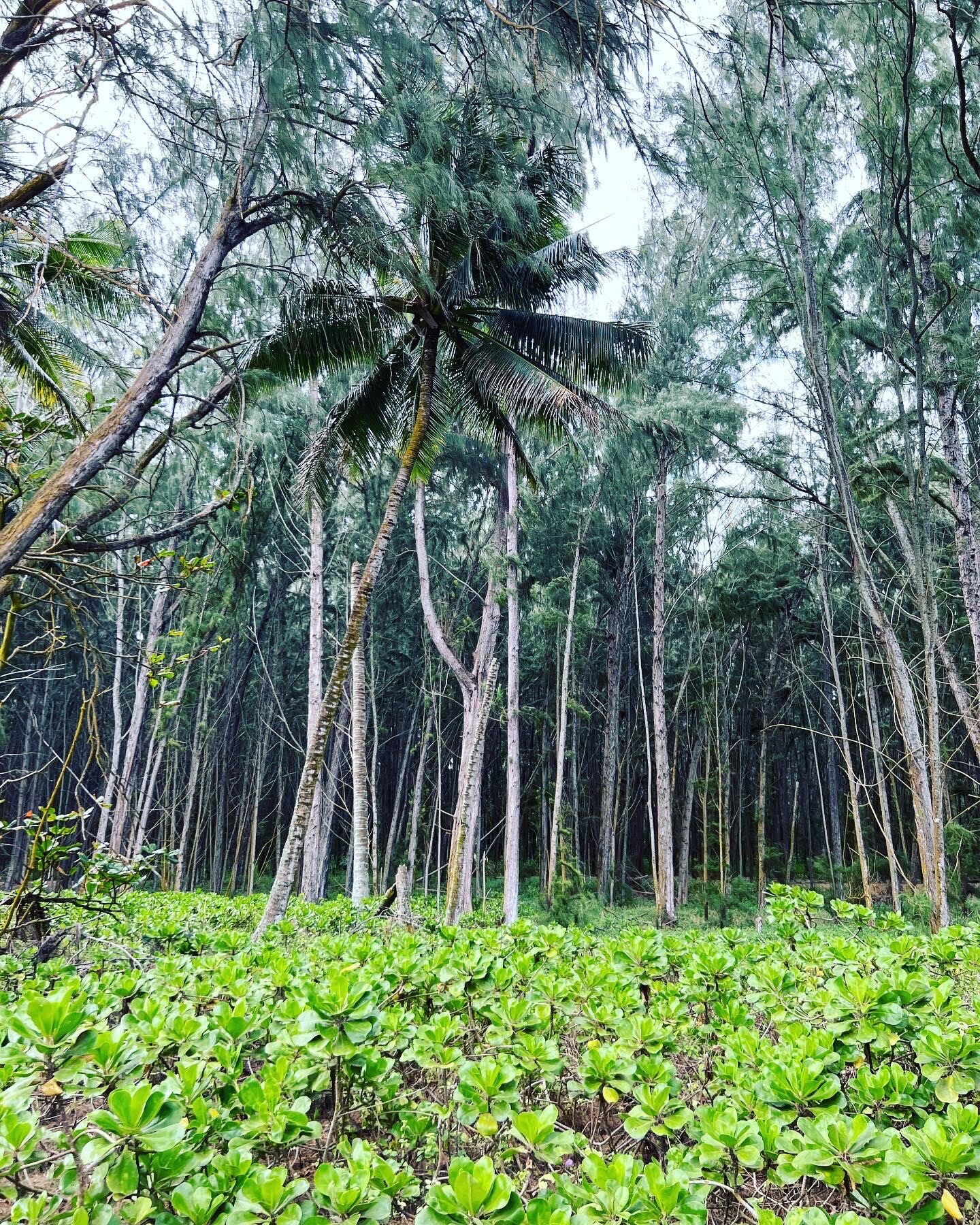 A dense forest with tall trees and a variety of undergrowth.