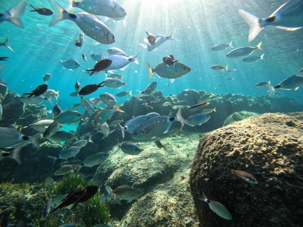 An underwater scene with various fish swimming around rocks and coral.