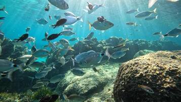 An underwater scene with various fish swimming around rocks and coral.