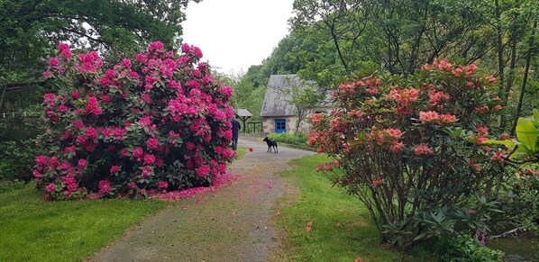 Ein Pfad führt zu einem traditionellen Steinhaus mit blauer Tür, umgeben von üppiger Vegetation und leuchtend rosa Blüten.