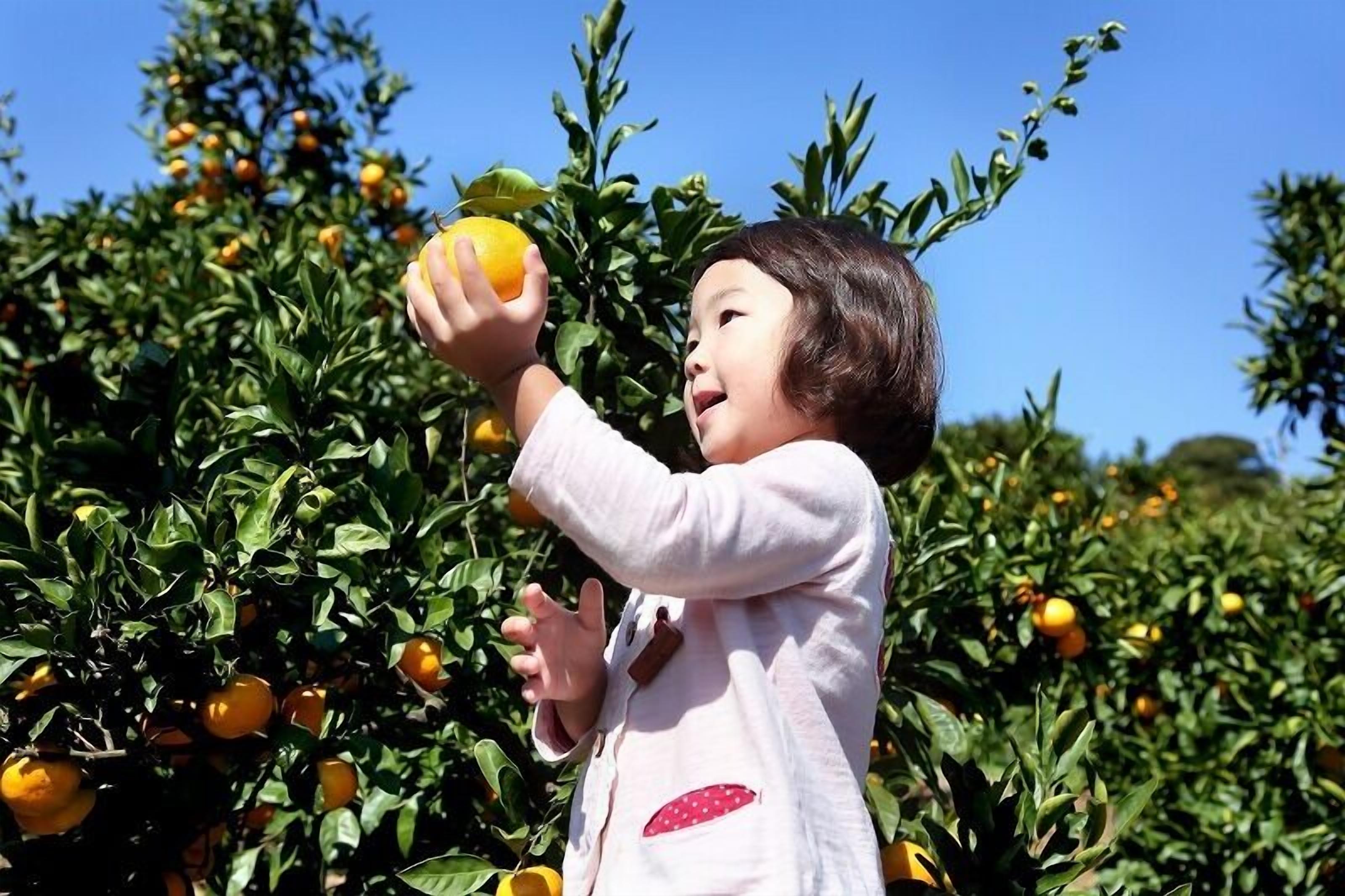 Un niño alcanzando una naranja en un huerto.