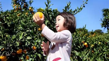 A child reaching for an orange in an orchard.