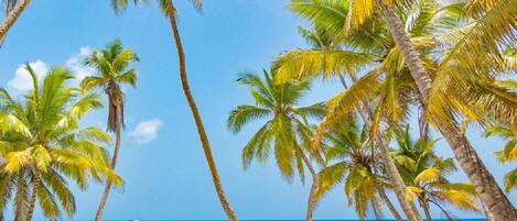 On the beach, sun loungers, beach towels